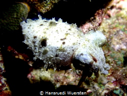 Sepia latimanus (Reef cuttlefish) all white.(Nightdive) by Hansruedi Wuersten 